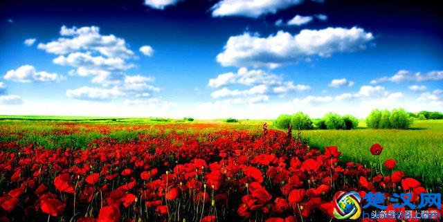 一望无际的是绝美花海，看着都感到好幸福！