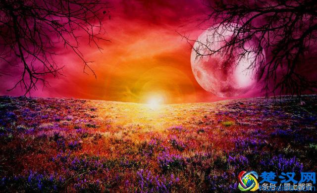 一望无际的是绝美花海，看着都感到好幸福！