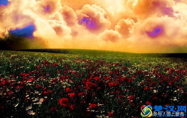 一望无际的是绝美花海，看着都感到好幸福！