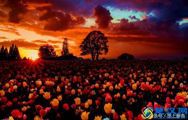 一望无际的是绝美花海，看着都感到好幸福！