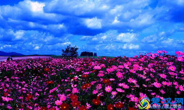 一望无际的是绝美花海，看着都感到好幸福！