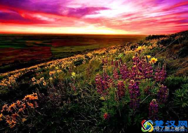 一望无际的是绝美花海，看着都感到好幸福！