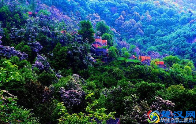 一望无际的是绝美花海，看着都感到好幸福！