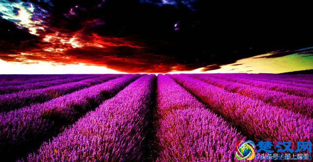 一望无际的是绝美花海，看着都感到好幸福！