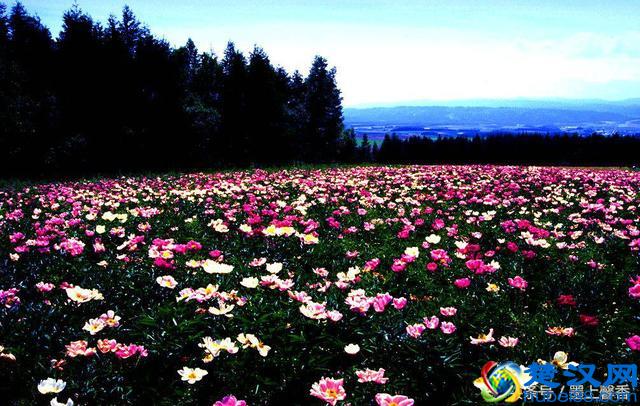 一望无际的是绝美花海，看着都感到好幸福！