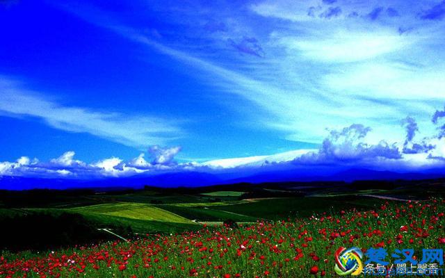 一望无际的是绝美花海，看着都感到好幸福！