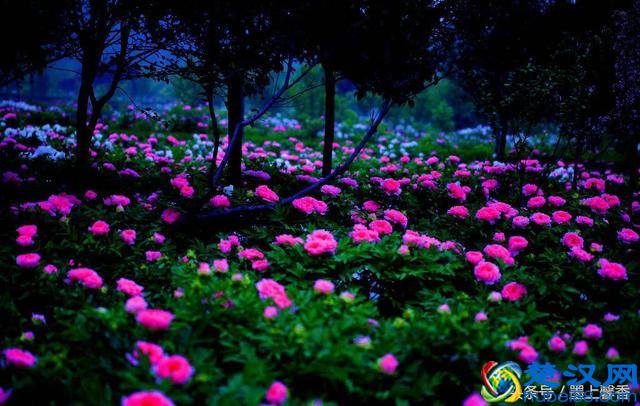 一望无际的是绝美花海，看着都感到好幸福！