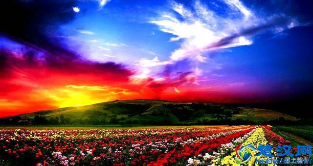 一望无际的是绝美花海，看着都感到好幸福！