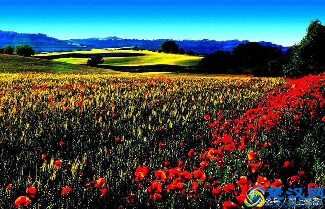 一望无际的是绝美花海，看着都感到好幸福！