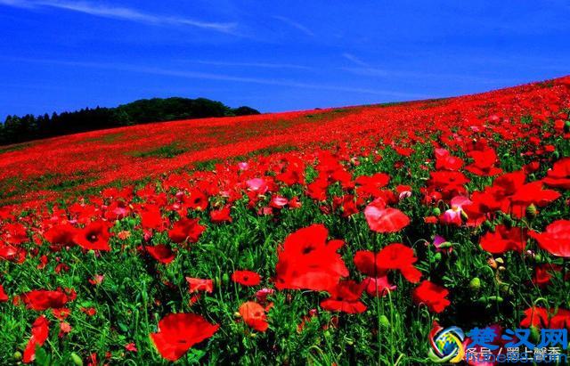 一望无际的是绝美花海，看着都感到好幸福！