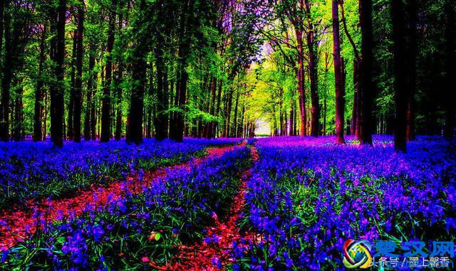 一望无际的是绝美花海，看着都感到好幸福！