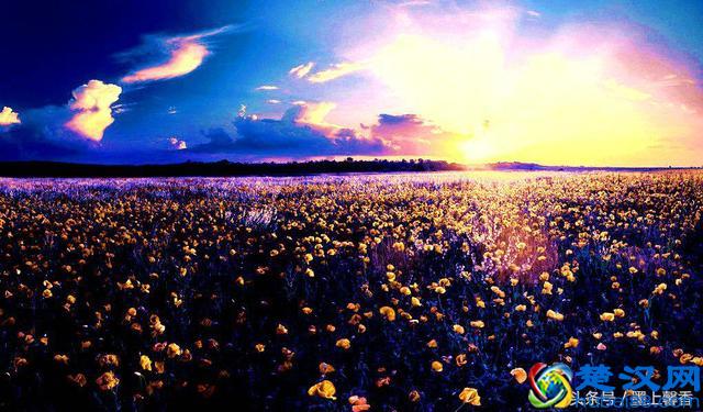 一望无际的是绝美花海，看着都感到好幸福！