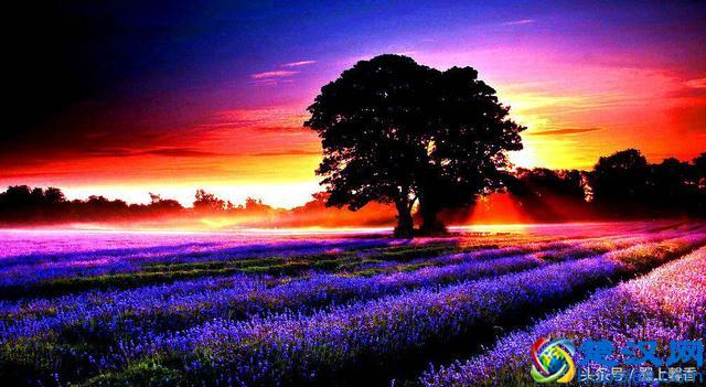 一望无际的是绝美花海，看着都感到好幸福！