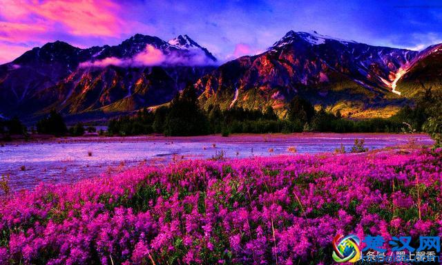 一望无际的是绝美花海，看着都感到好幸福！