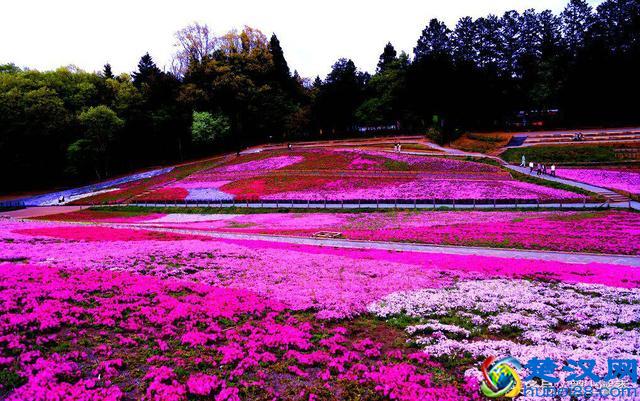 一望无际的是绝美花海，看着都感到好幸福！