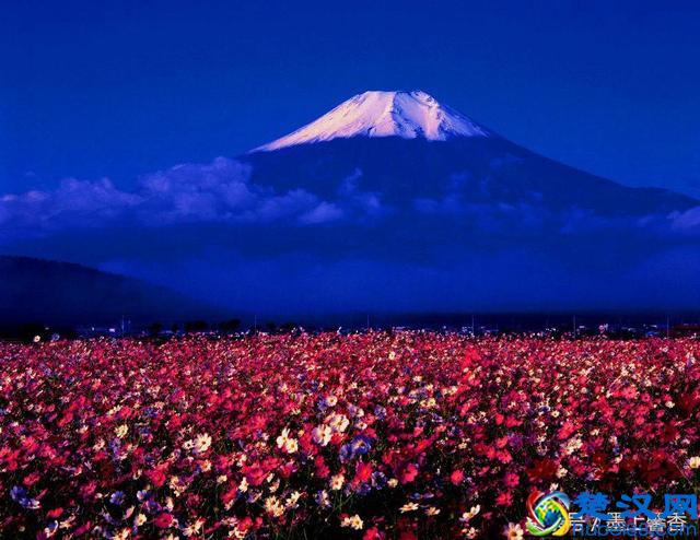 一望无际的是绝美花海，看着都感到好幸福！