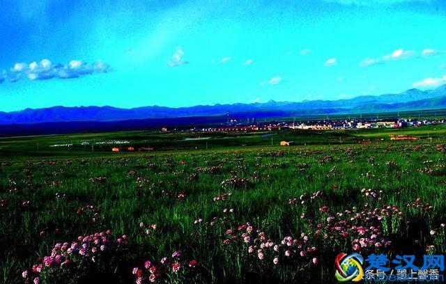 一望无际的是绝美花海，看着都感到好幸福！