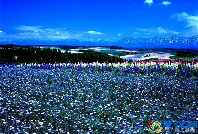 一望无际的是绝美花海，看着都感到好幸福！