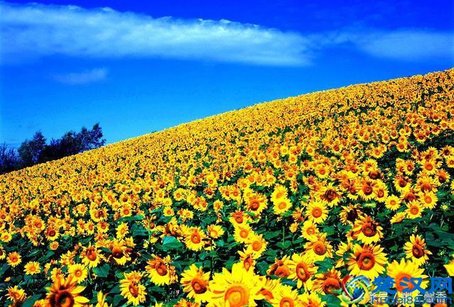 一望无际的是绝美花海，看着都感到好幸福！