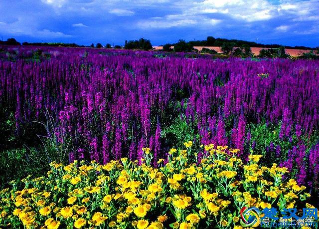 一望无际的是绝美花海，看着都感到好幸福！