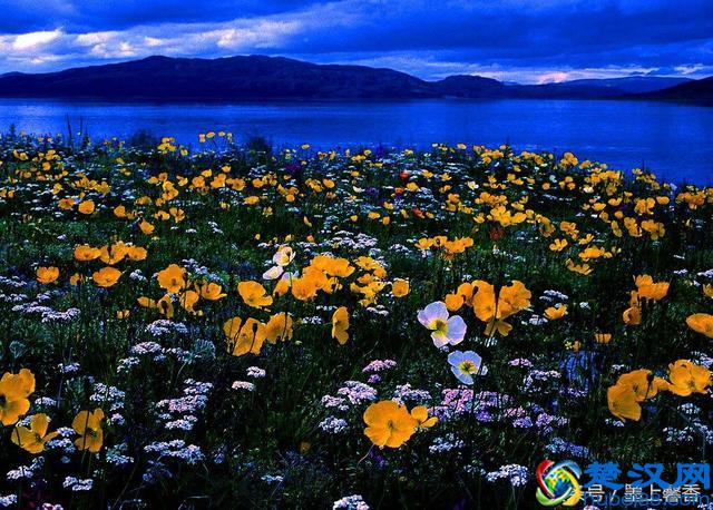 一望无际的是绝美花海，看着都感到好幸福！