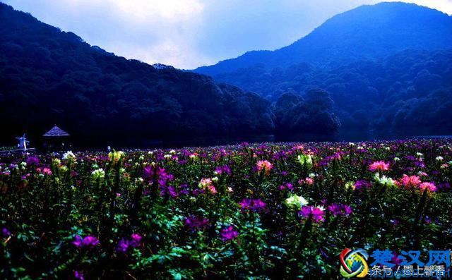 一望无际的是绝美花海，看着都感到好幸福！