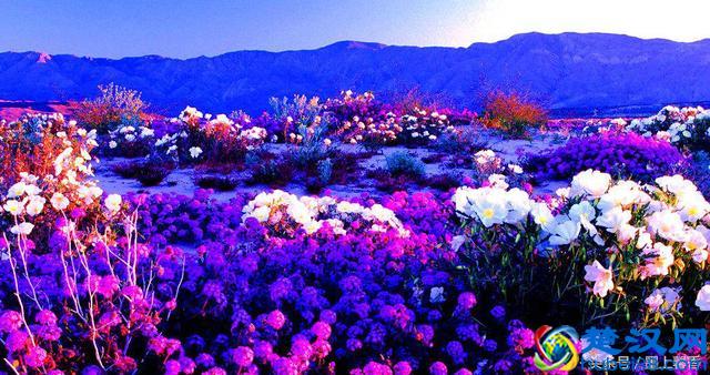 一望无际的是绝美花海，看着都感到好幸福！