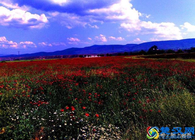 一望无际的是绝美花海，看着都感到好幸福！