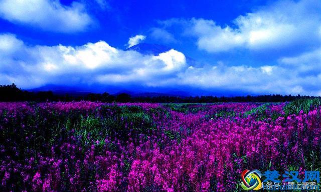 一望无际的是绝美花海，看着都感到好幸福！