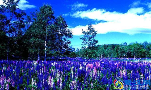 一望无际的是绝美花海，看着都感到好幸福！