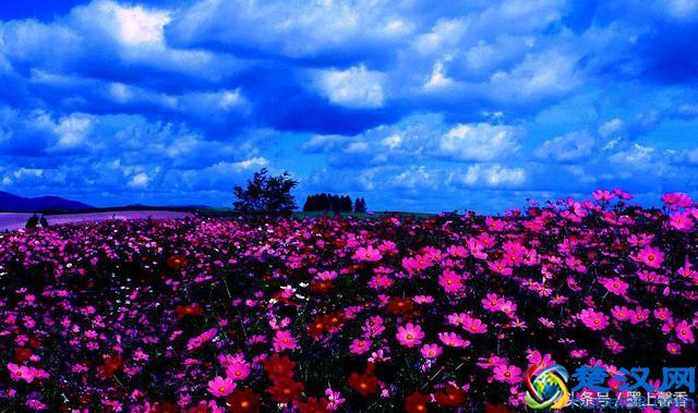 一望无际的是绝美花海，看着都感到好幸福！