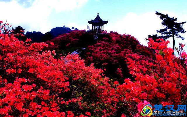 一望无际的是绝美花海，看着都感到好幸福！