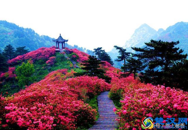 一望无际的是绝美花海，看着都感到好幸福！