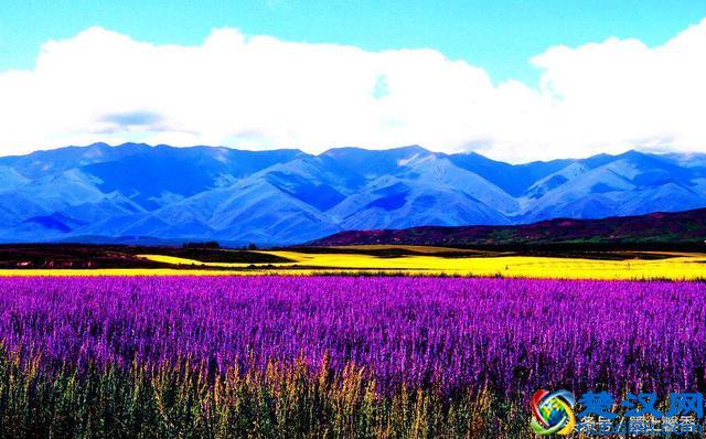 一望无际的是绝美花海，看着都感到好幸福！