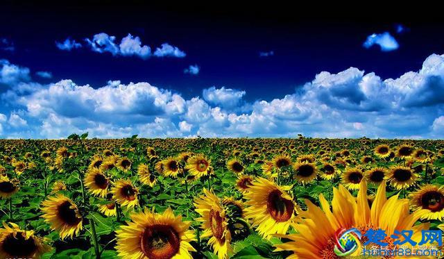 一望无际的是绝美花海，看着都感到好幸福！