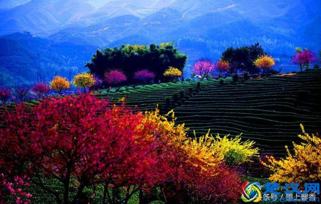 一望无际的是绝美花海，看着都感到好幸福！