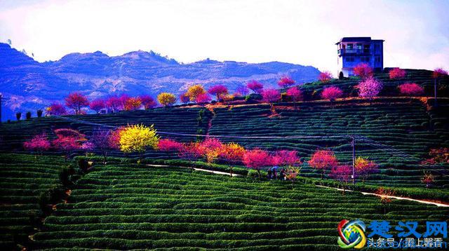 一望无际的是绝美花海，看着都感到好幸福！