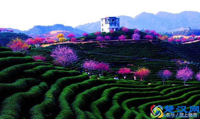 一望无际的是绝美花海，看着都感到好幸福！