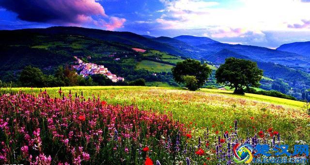 一望无际的是绝美花海，看着都感到好幸福！