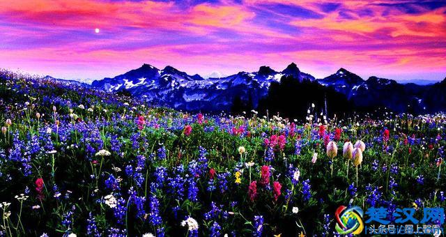 一望无际的是绝美花海，看着都感到好幸福！