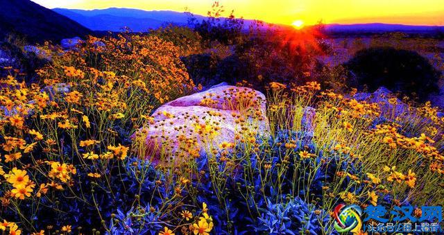 一望无际的是绝美花海，看着都感到好幸福！