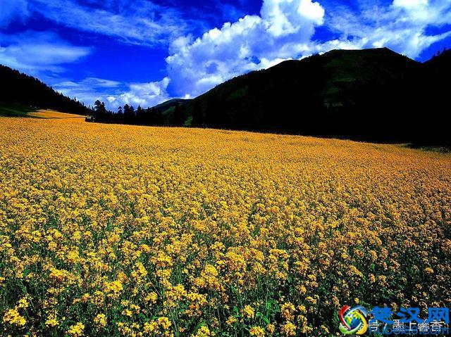 一望无际的是绝美花海，看着都感到好幸福！