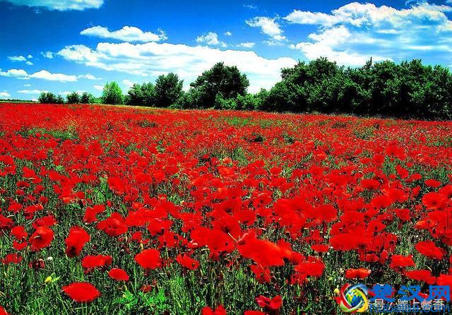 一望无际的是绝美花海，看着都感到好幸福！