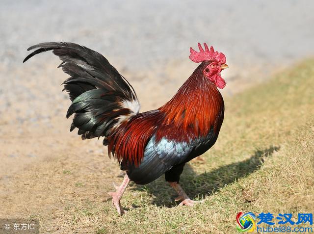 公鸡打鸣的原因找到了！