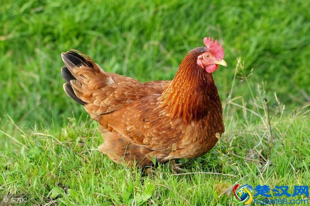 公鸡打鸣的原因找到了！