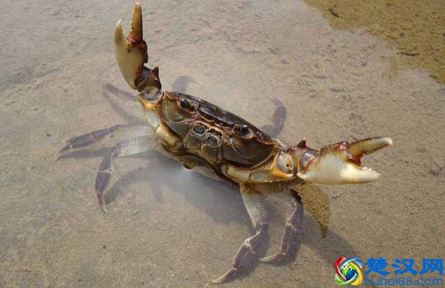 螃蟹为什么要横着走，其实90%的人不知道原因！