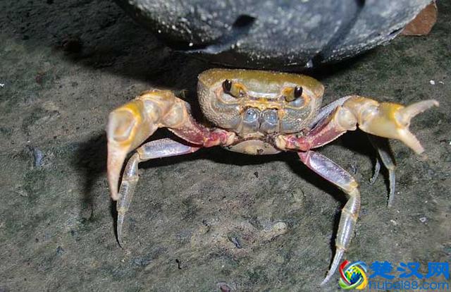 螃蟹为什么要横着走，其实90%的人不知道原因！
