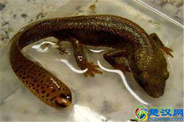 中华蝾螈喜欢吃什么？养殖中华蝾螈有哪些注意事项？
