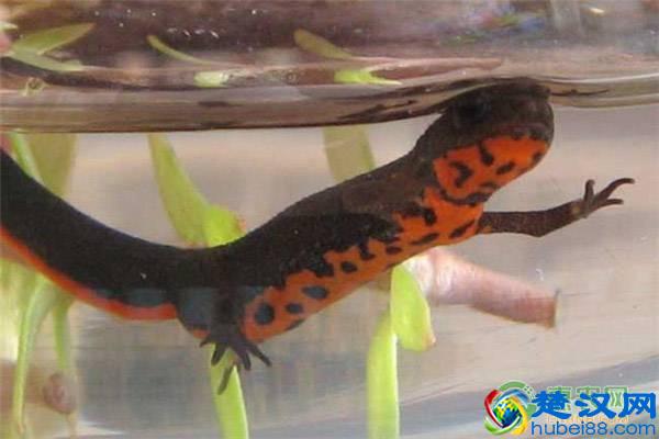 中华蝾螈喜欢吃什么？养殖中华蝾螈有哪些注意事项？