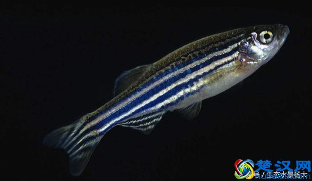 新手必养的斑马鱼